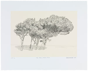 "Pine Trees, Simon's Town" (Anton Kannemeyer, 2015)