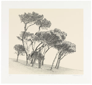 "Pine Trees, De Waal Drive II" (Anton Kannemeyer, 2017)